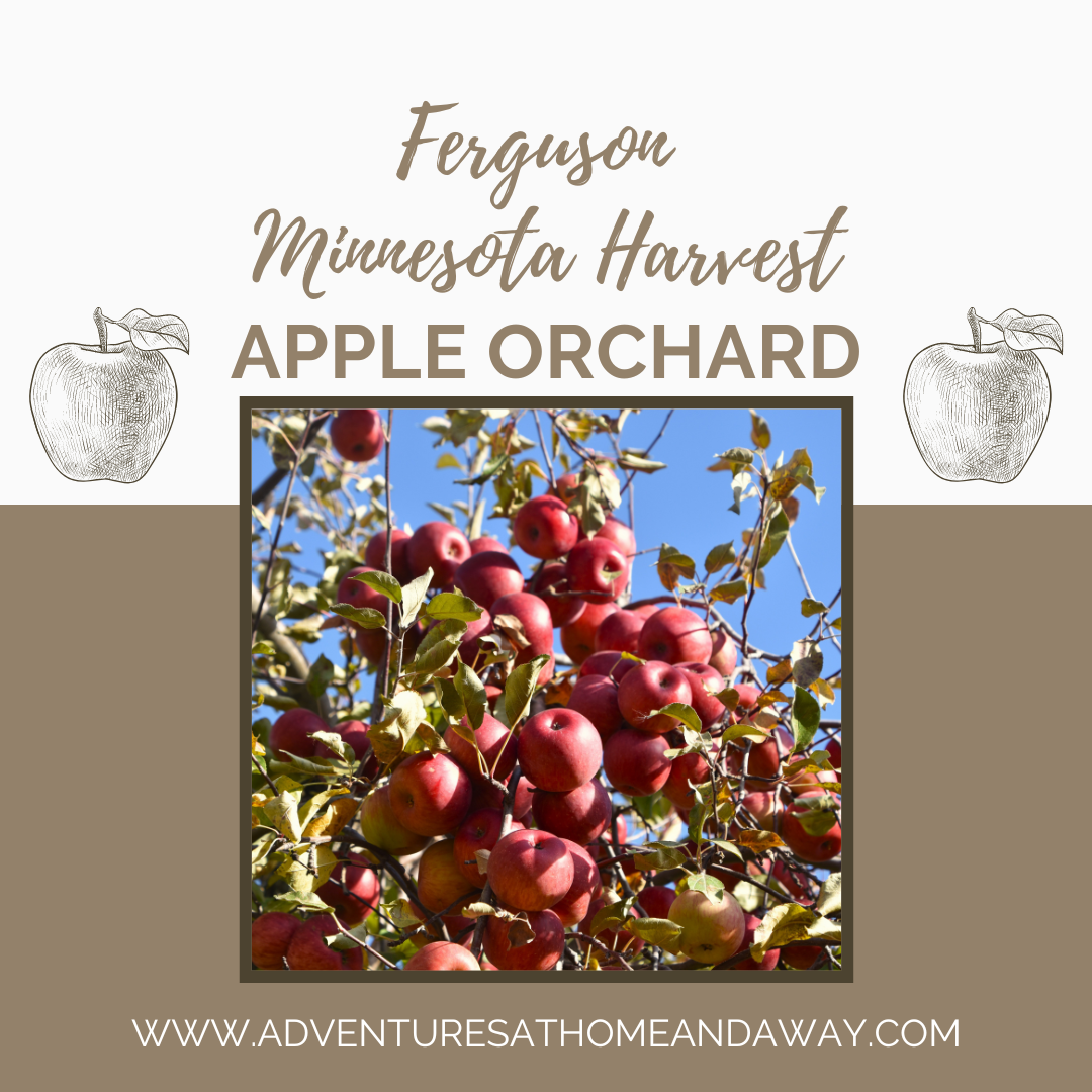 Ferguson Minnesota Harvest Apple Orchard