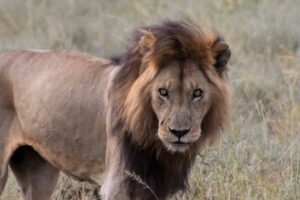 Trip to Tanzania - Lion in Serengeti